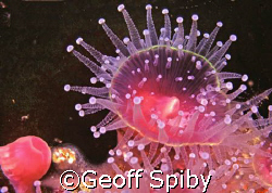 strawberry anemone in False Bay, Cape Town by Geoff Spiby 